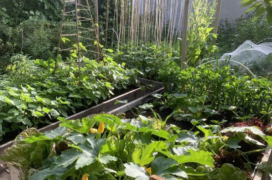 fot.: domowy ogród kuchenny/fb