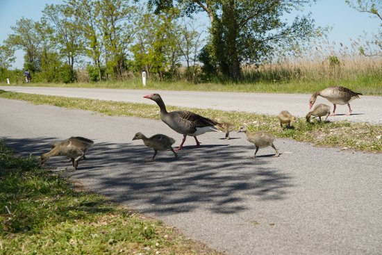 Reklama A4b
